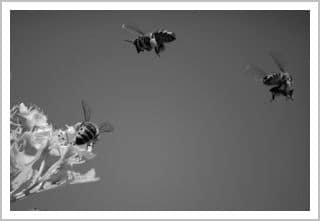 Bees flying to a flower